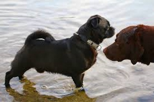 dog